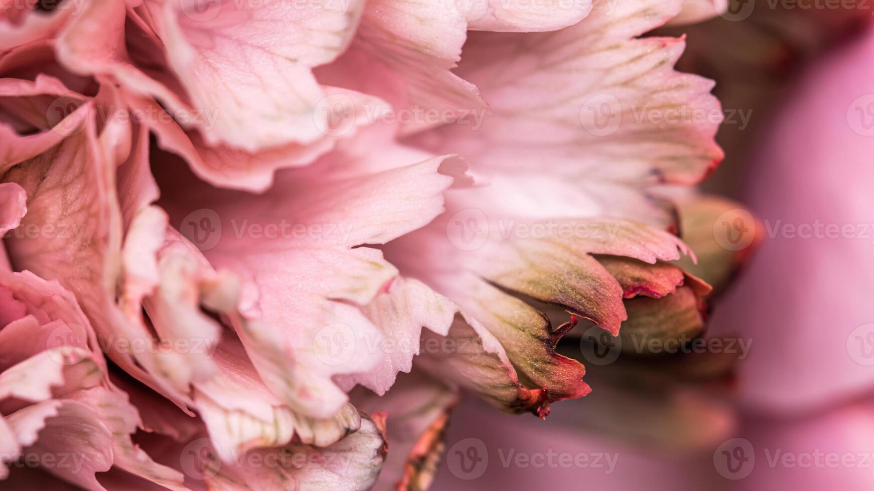 Abstract floral background, pink carnation flower petals. Macro flowers backdrop for holiday brand design photo