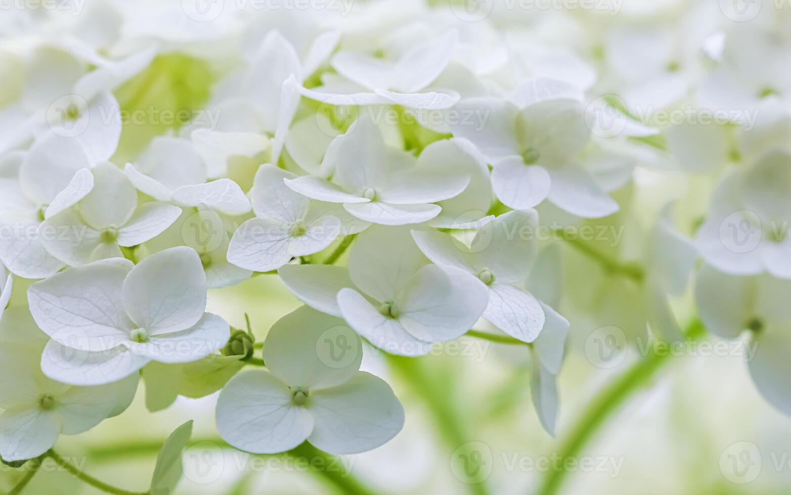 Background of white flowers. Hydrangea or hortensia in blossom. photo