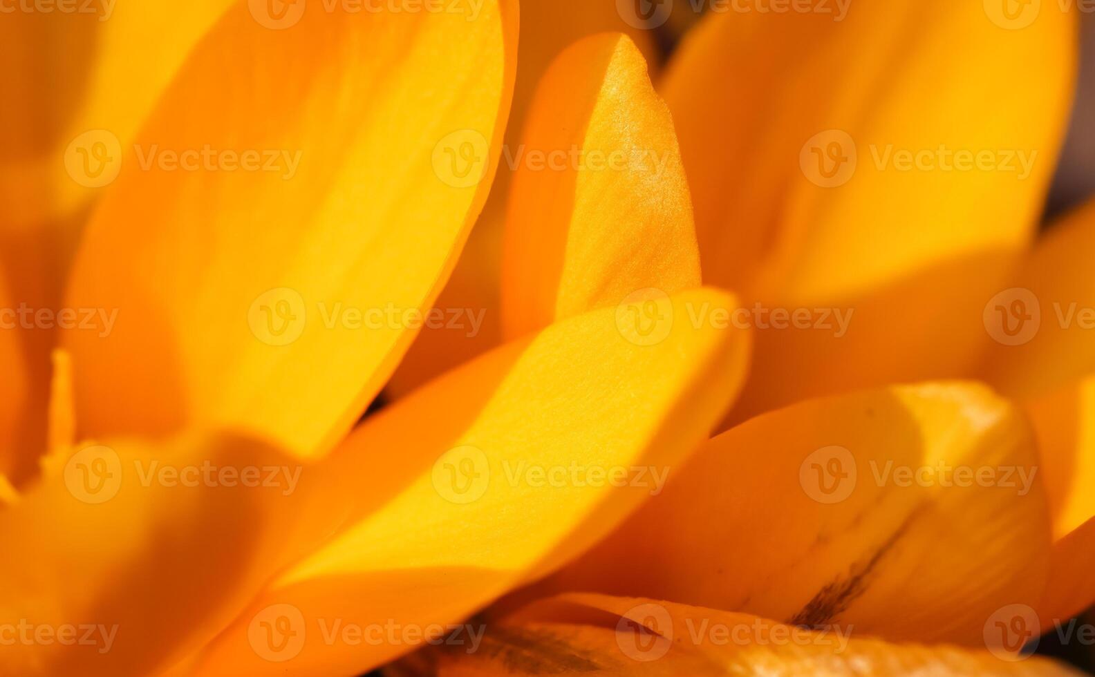 Abstract floral background, yellow crocus flowers. Macro flowers backdrop for holiday brand design photo