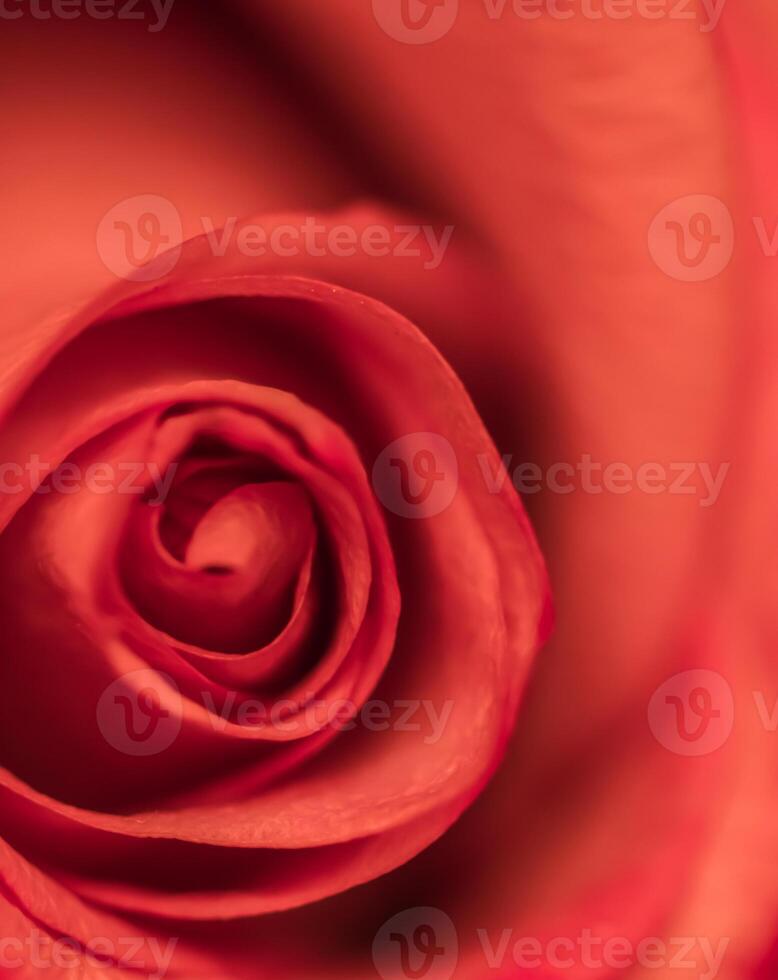 Soft focus, abstract floral background, red rose flower. Macro flowers backdrop for holiday brand design photo