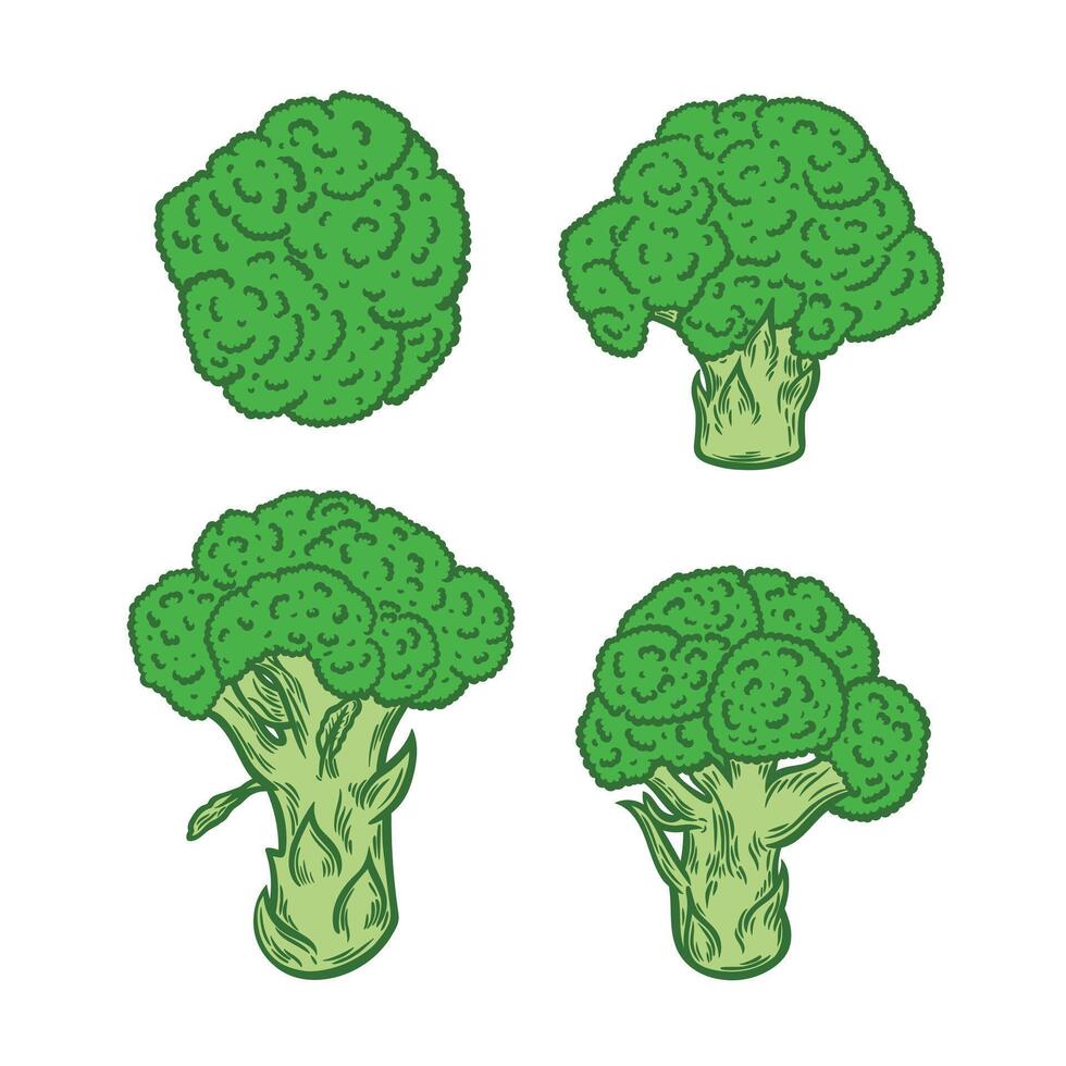 Color image of broccoli on a white background vector