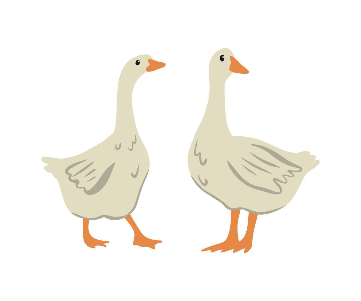 Geese in Livestock Farming and Breeding vector