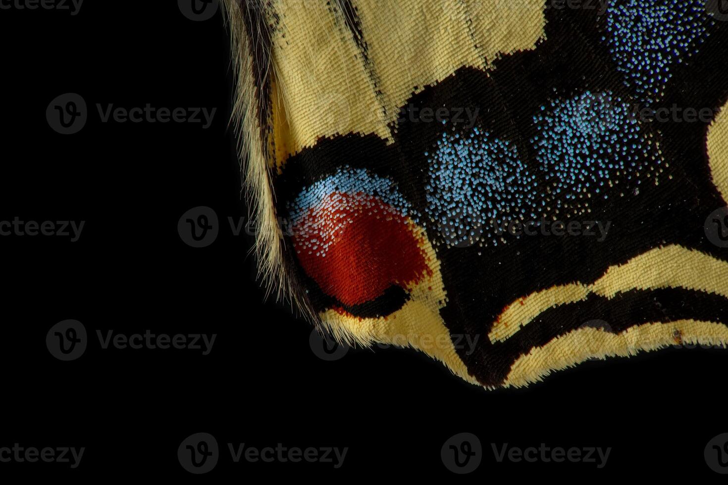 Old World butterfly macro from red patch and blue scales photo