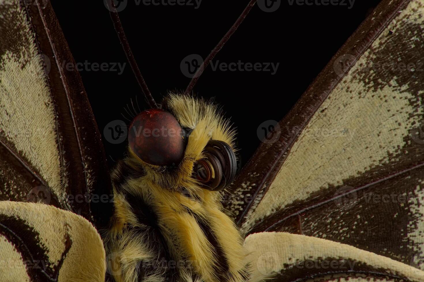 Old World butterfly macrophotograph from head with eyes and tongue photo