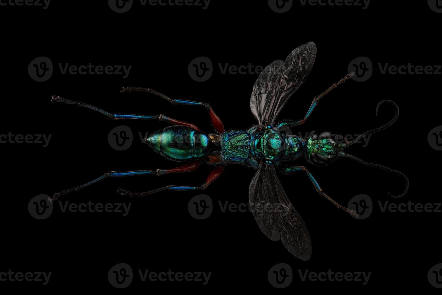 Emerald cockroach wasp full body closeup image photo