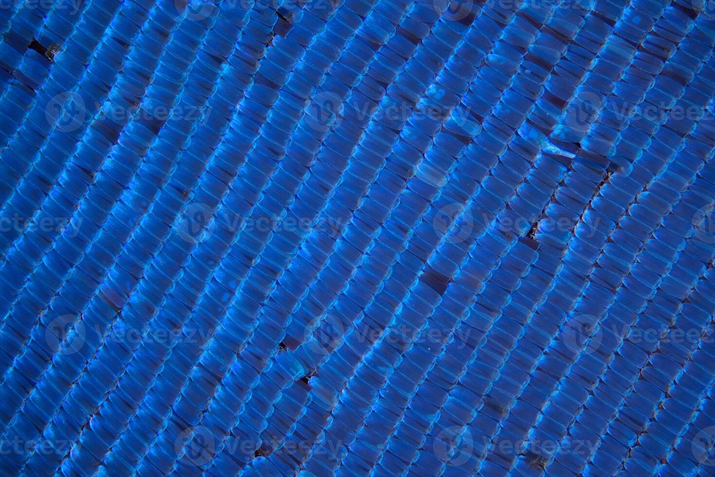 Blue morpho butterfly wing scales microphotograph photo