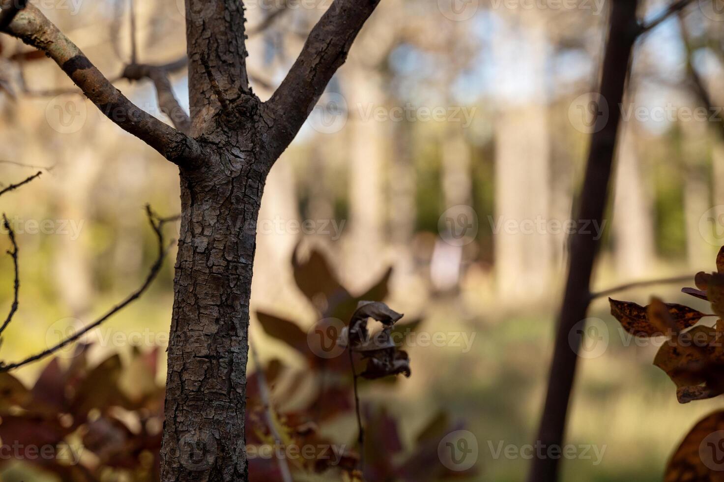 A close up of a tree photo