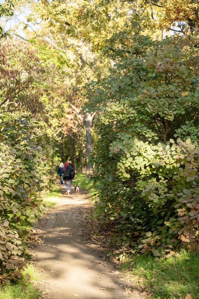 A dirt path in a forest photo