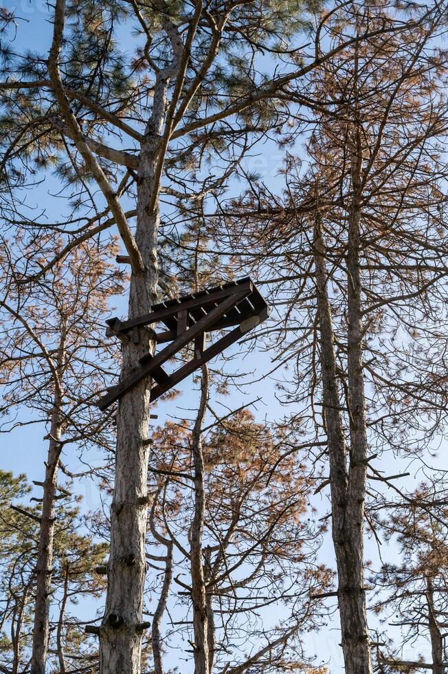 A tree in a forest photo