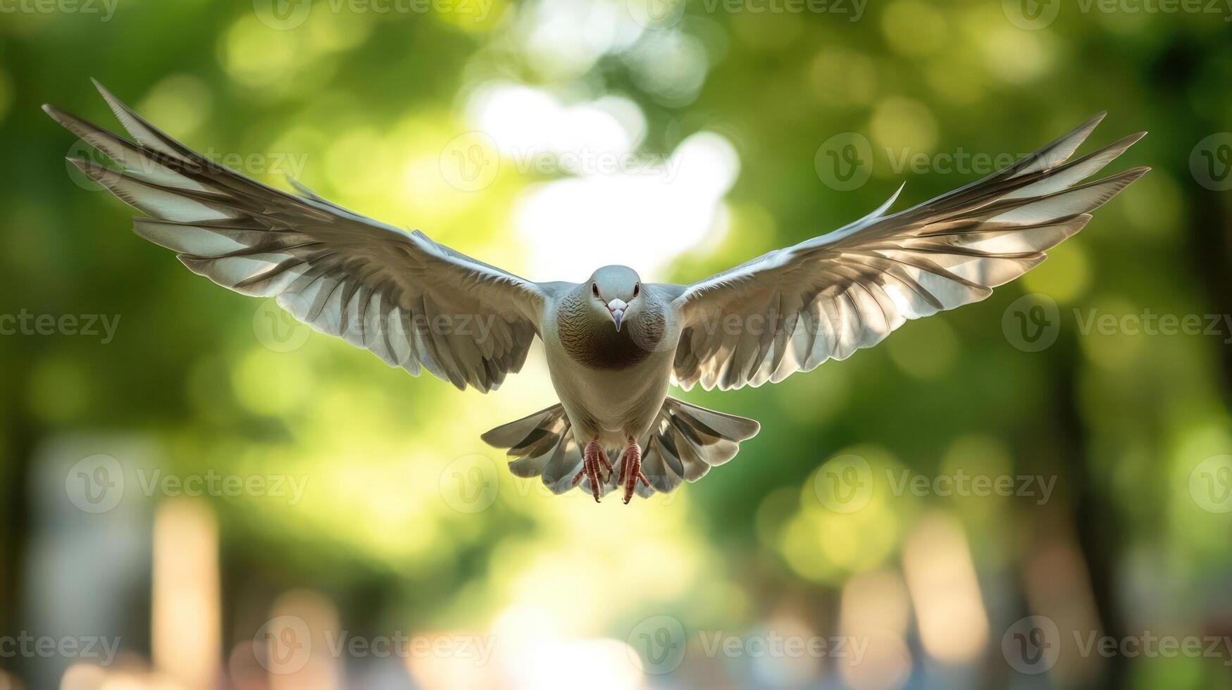 A pigeon is flying in the air with wings wide open. photo