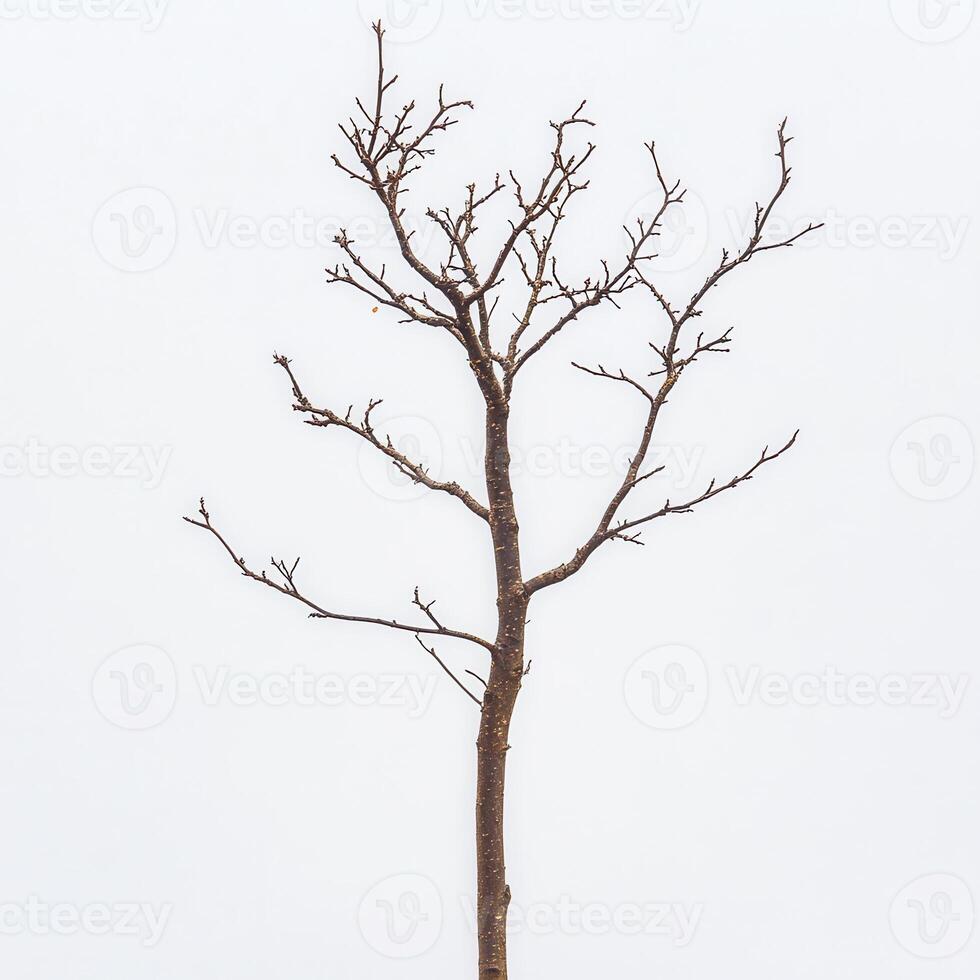 Bare tree winter landscape, minimalist design photo