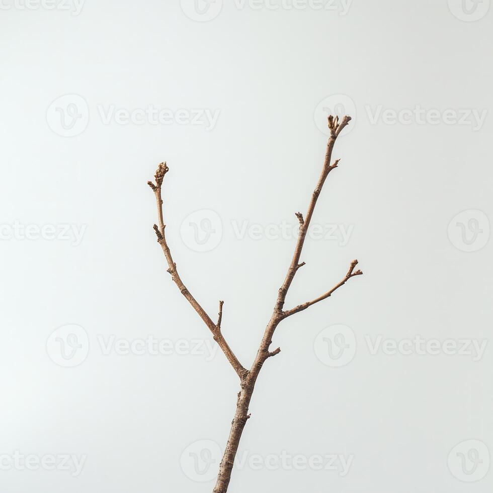 Bare branch, studio shot, white background, minimalist design photo