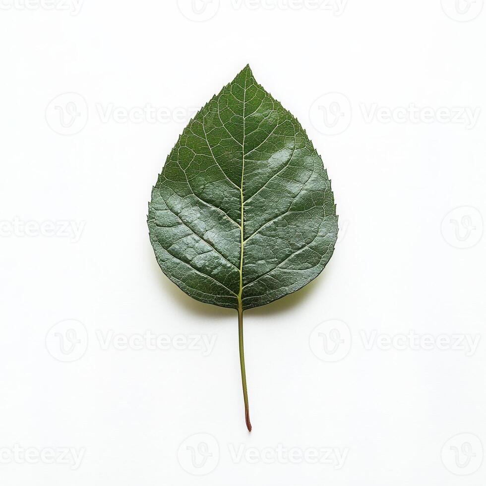 Single green leaf on white backdrop photo