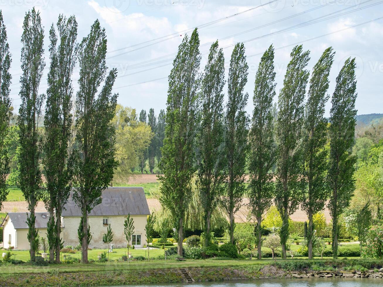 A row of trees at the seien river photo
