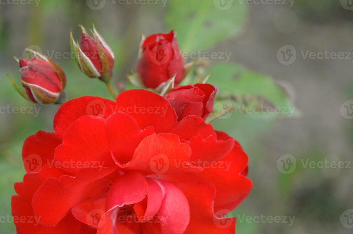 A red rose is blooming in the garden photo