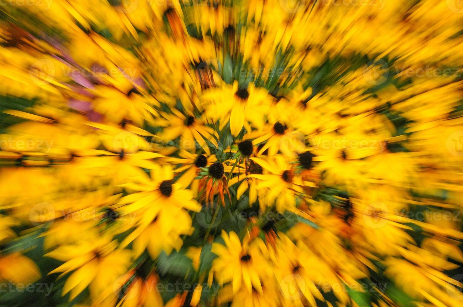 A blurry image of yellow flowers in a field photo
