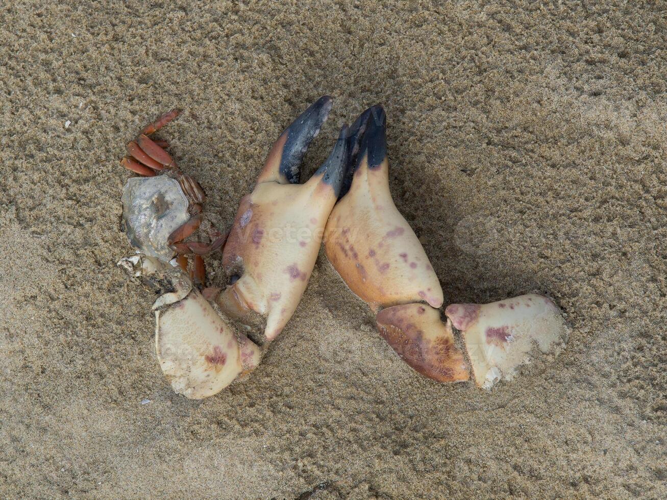 beach of egmond at the dutch north sea photo