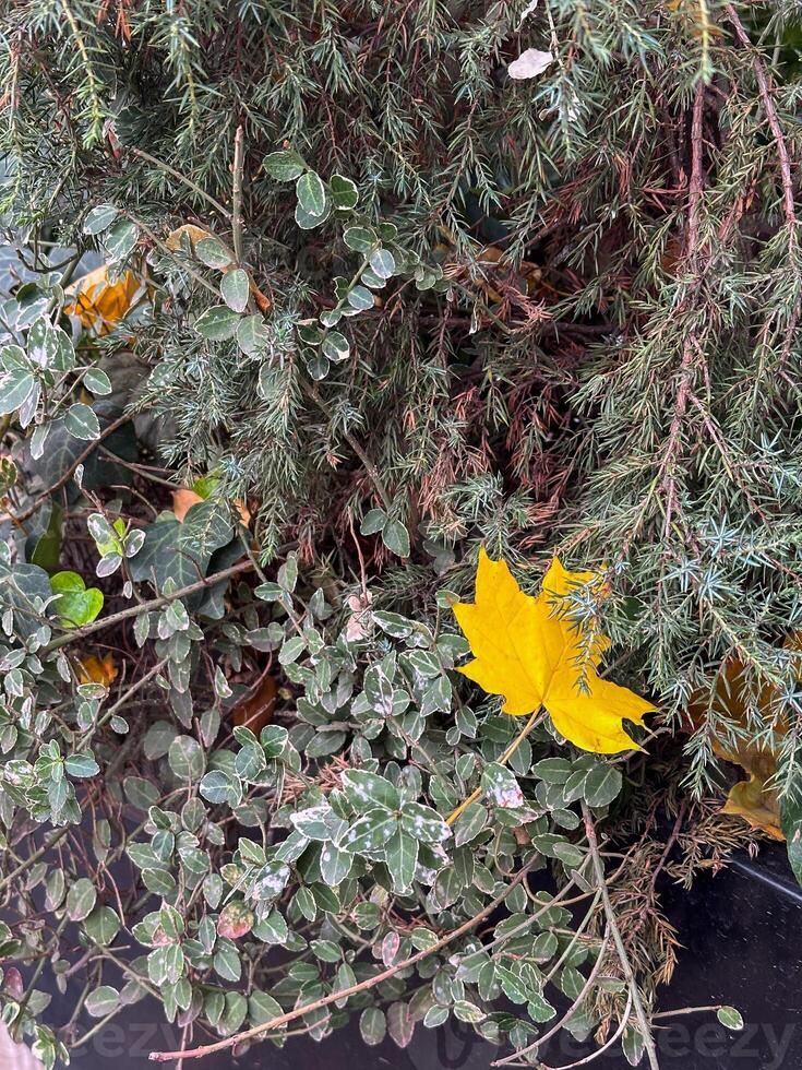 Close-up of vibrant greenery mixed with yellow autumn leaves. Change of seasons. Copy space photo