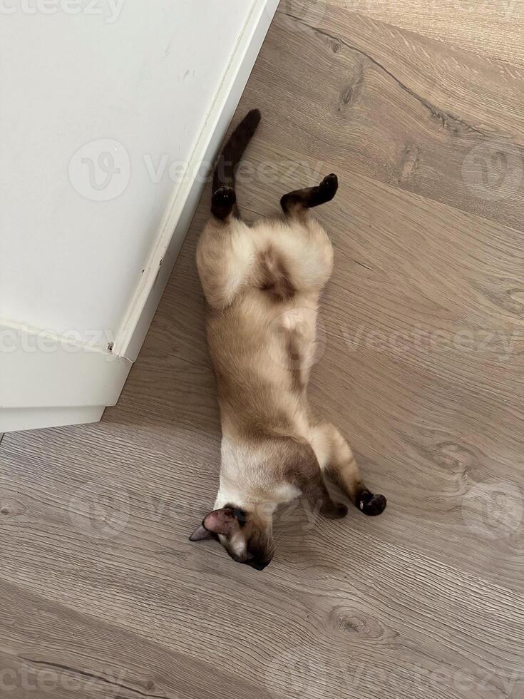Siamese cat resting on its back in a playful pose on a wooden floor. Pet concept photo