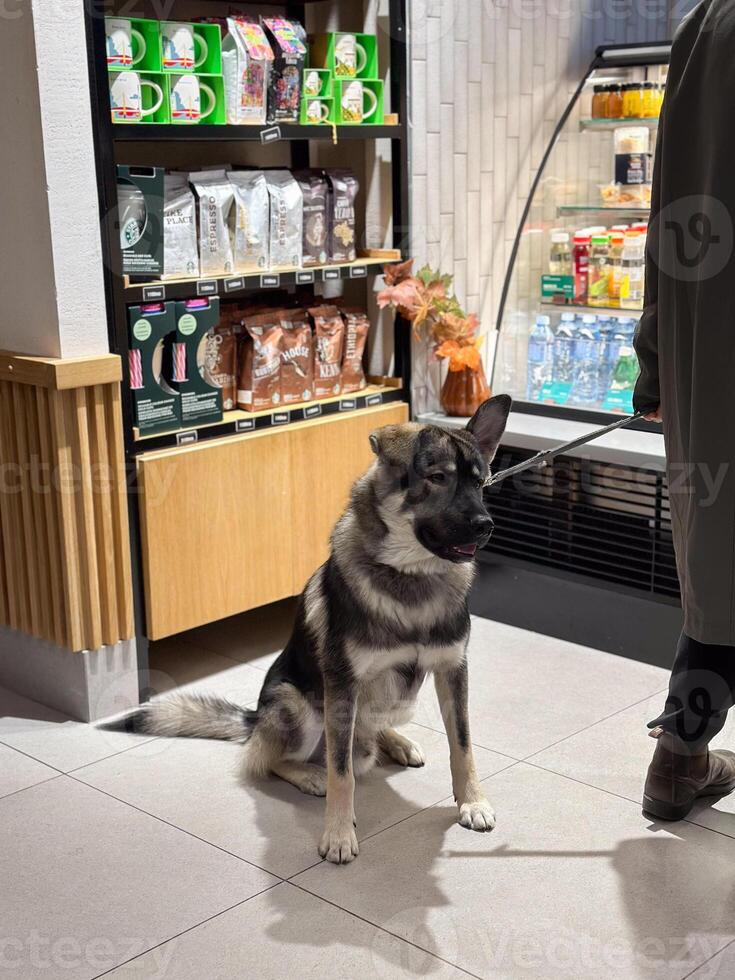 Large dog sits obediently in front of a snack display in a store. Ambient lighting highlights its calm demeanor amidst the bustling environment. Pet concept photo
