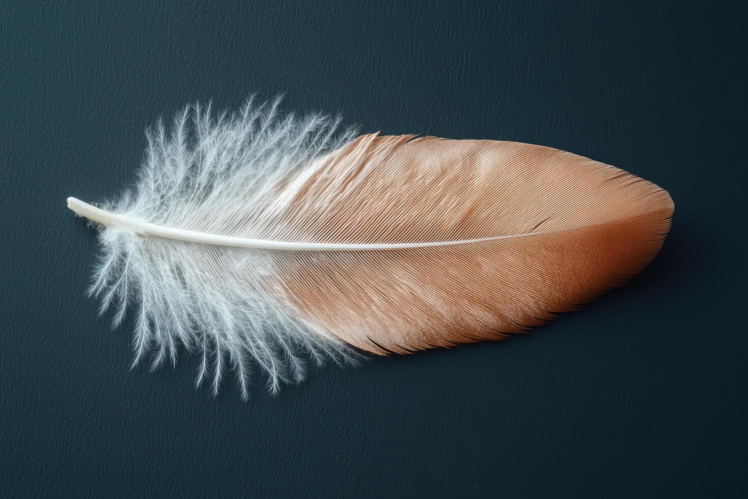 Single soft brown feather on dark background photo