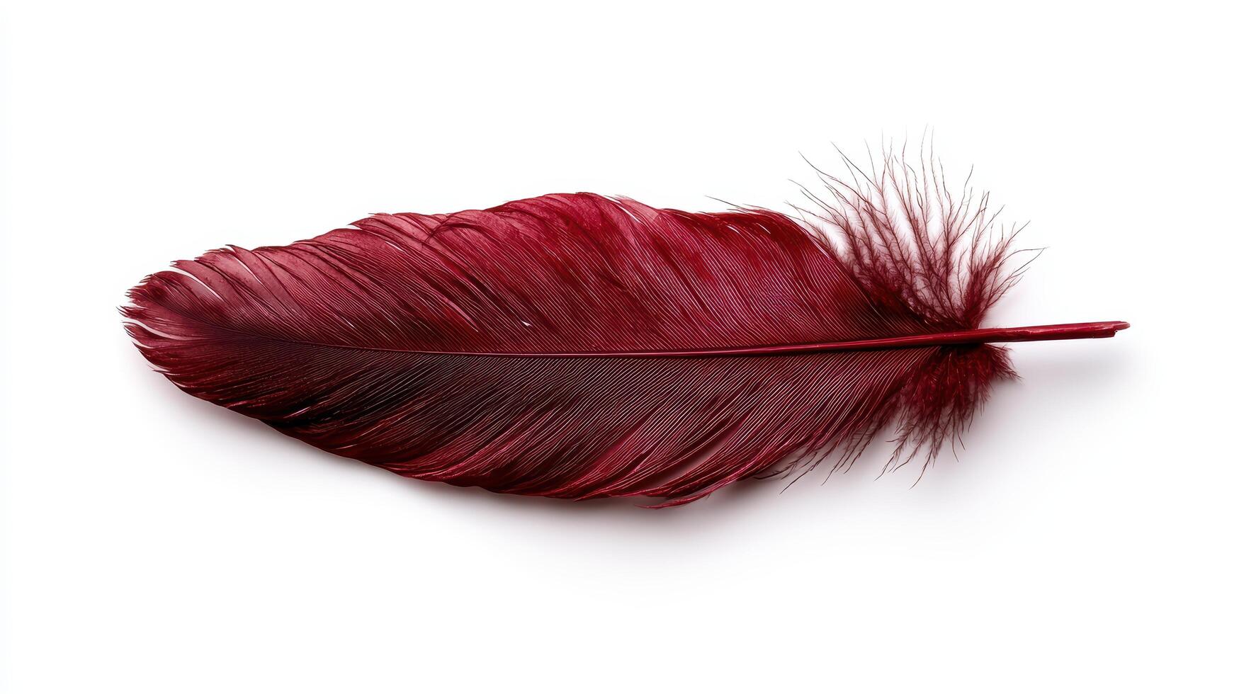 Single dark red feather on white background photo