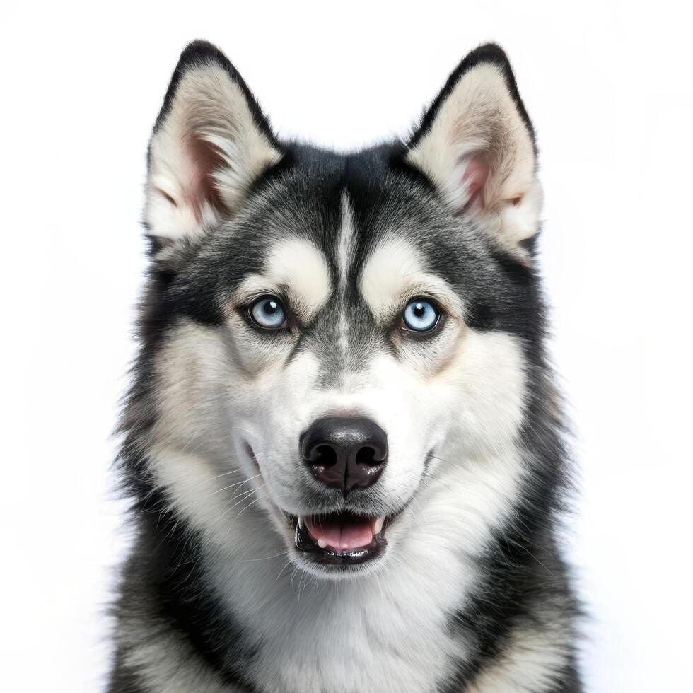 Playful Siberian Husky Dog on White Background photo