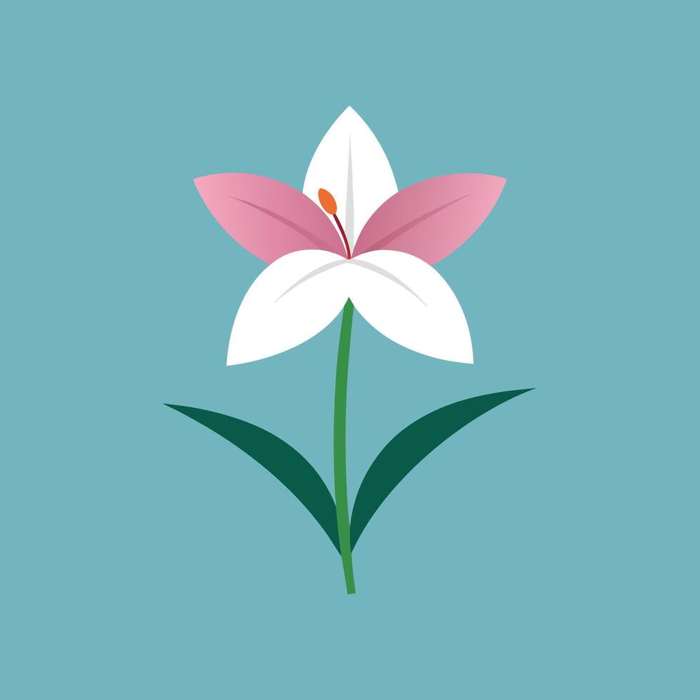 Vecteezy Top Zephyranthes Flower Canvas Illustrations vector