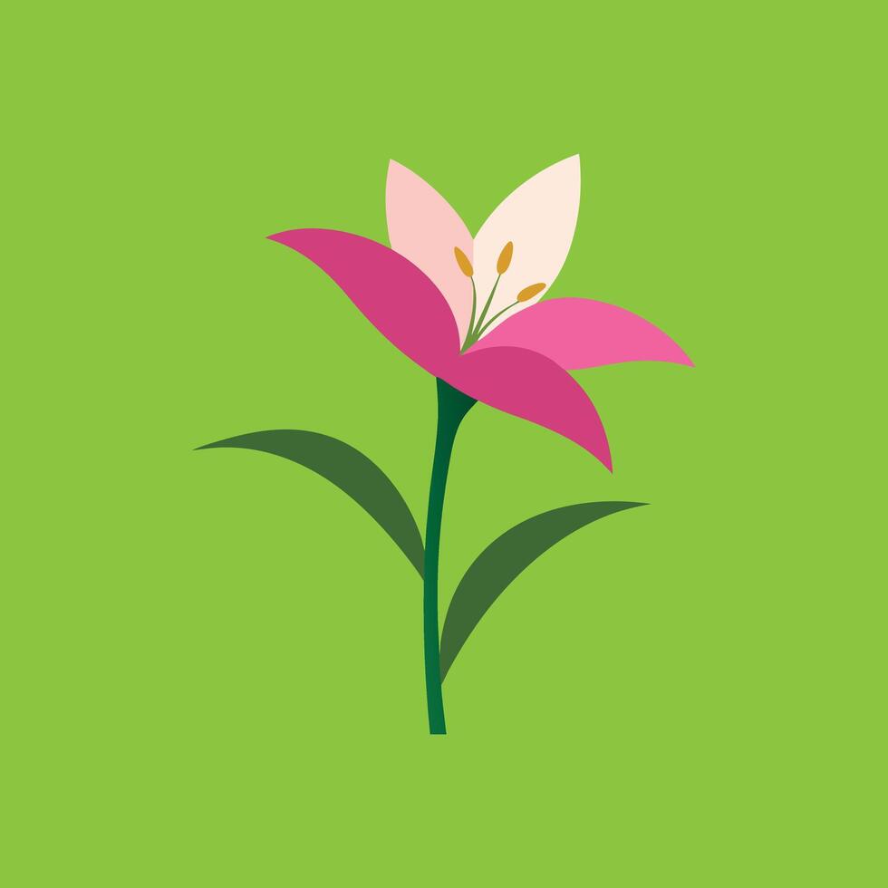 Best Zephyranthes Flower Vectors Art for Designers