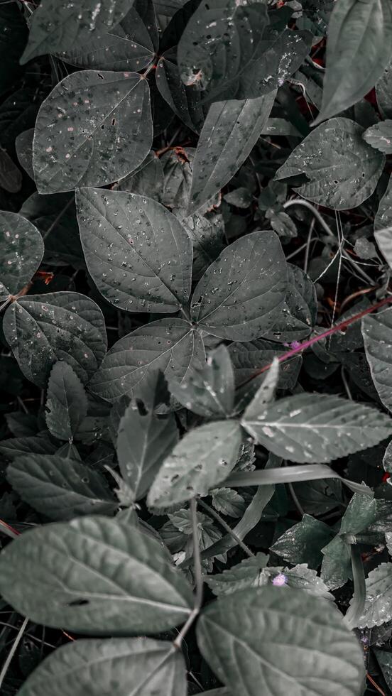 Close Up of Lush Fresh Green Leaves photo