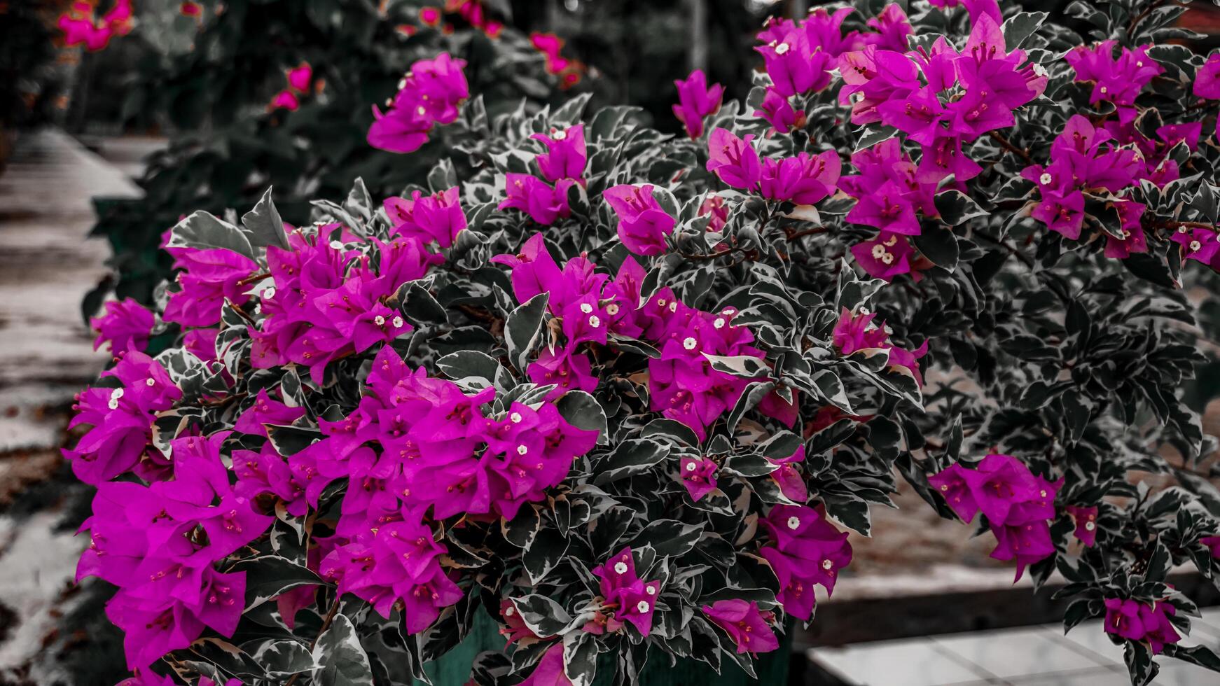 Vibrant Bougainvillea with Pink Flowers and Variegated Leaves photo