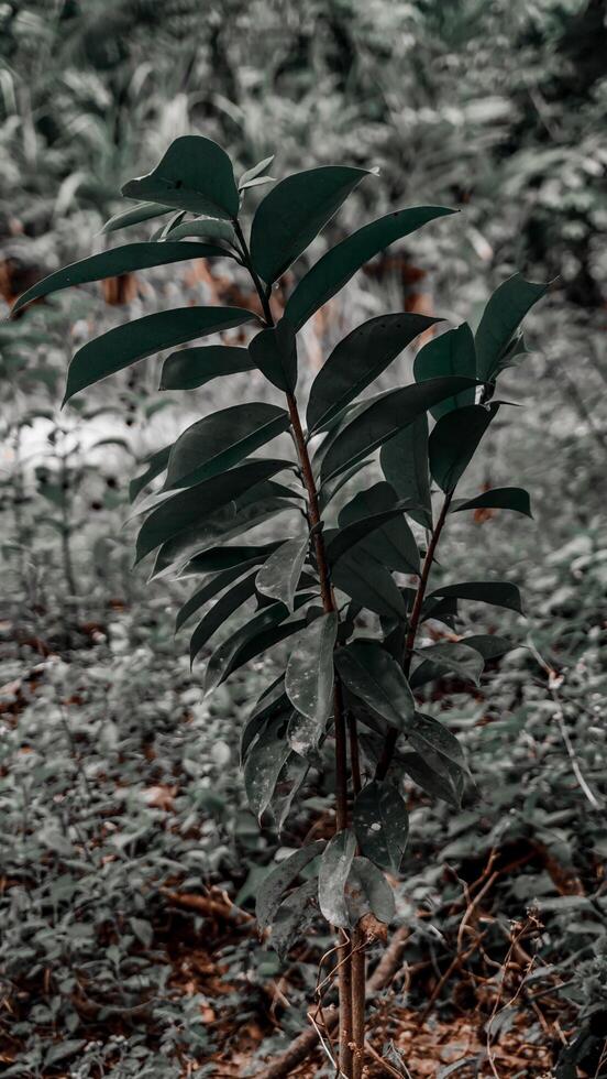 Young Sapling in Forest Undergrowth photo