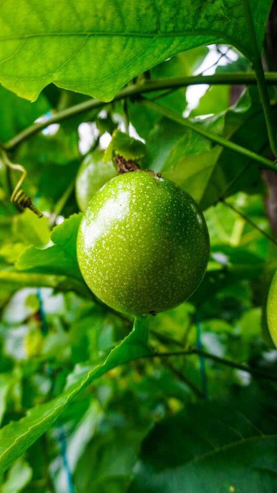 Green Passion Fruit on Vine photo