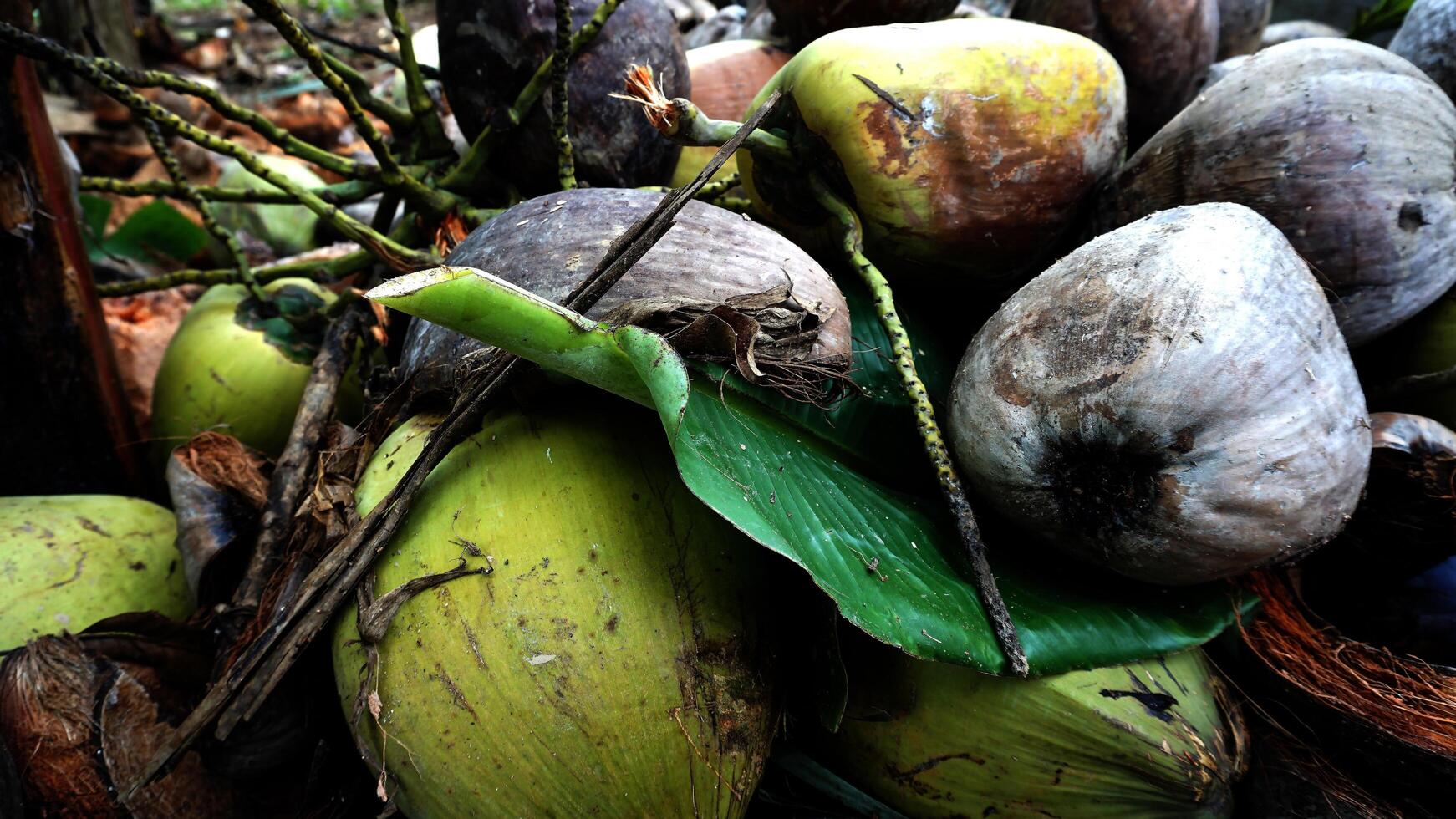 Variety of Coconuts in a Tropical Setting photo