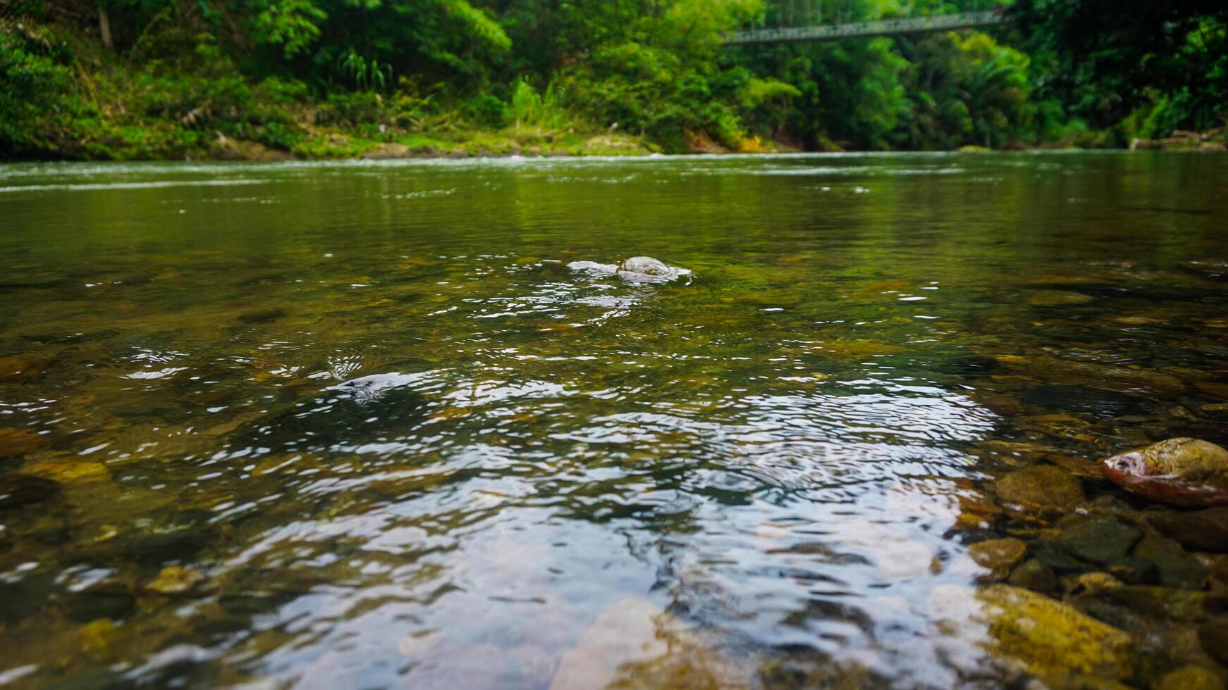 A Serene River Flowing Through a Lush Tropical Forest Landscape photo