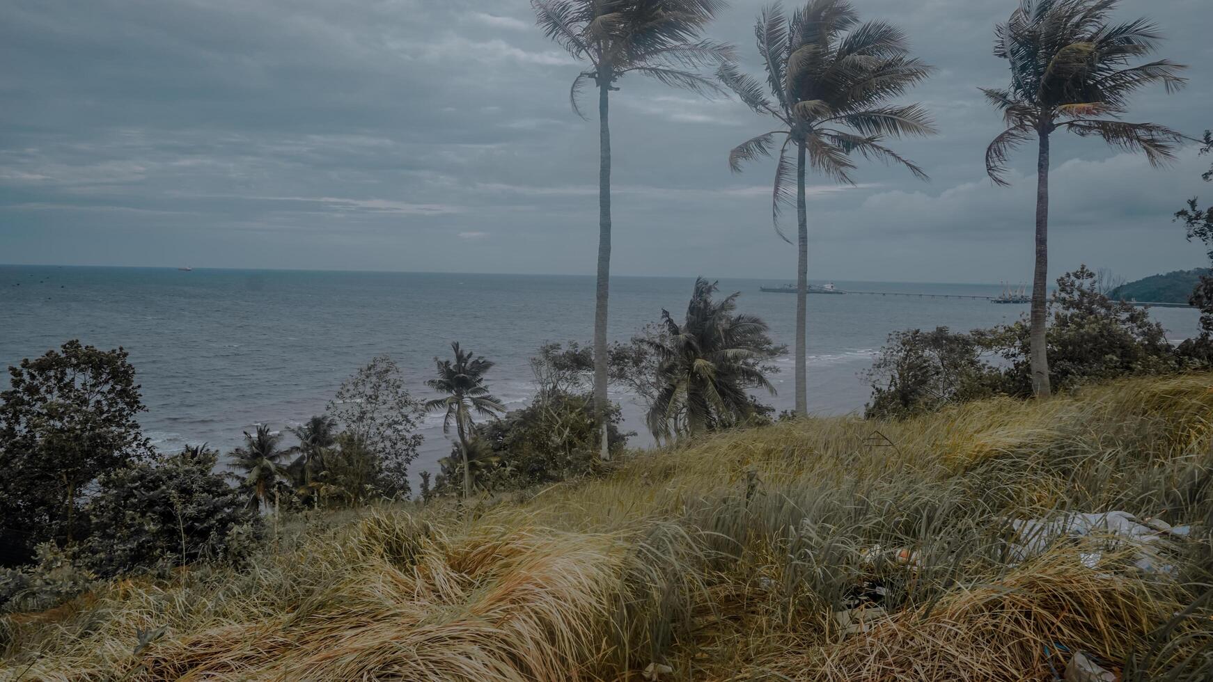 Tranquil Coastal Landscape with Palm Trees photo