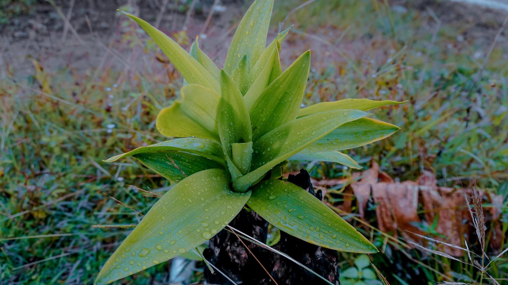 Green Plant with Dew Drops in Natural Setting photo