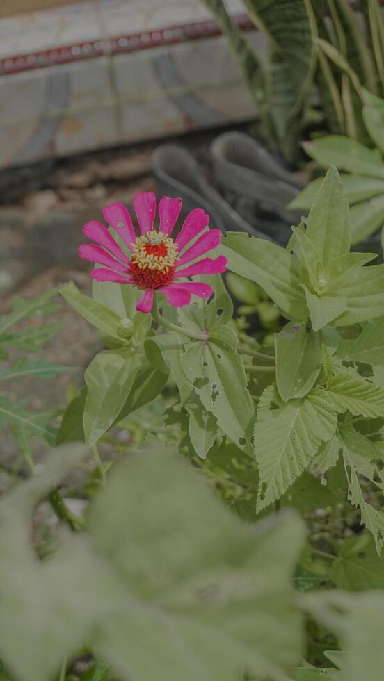 Pink Zinnia Flower in Garden photo
