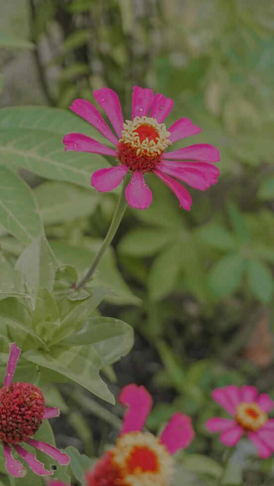 Vibrant Pink Zinnia Flowers in Bloom photo