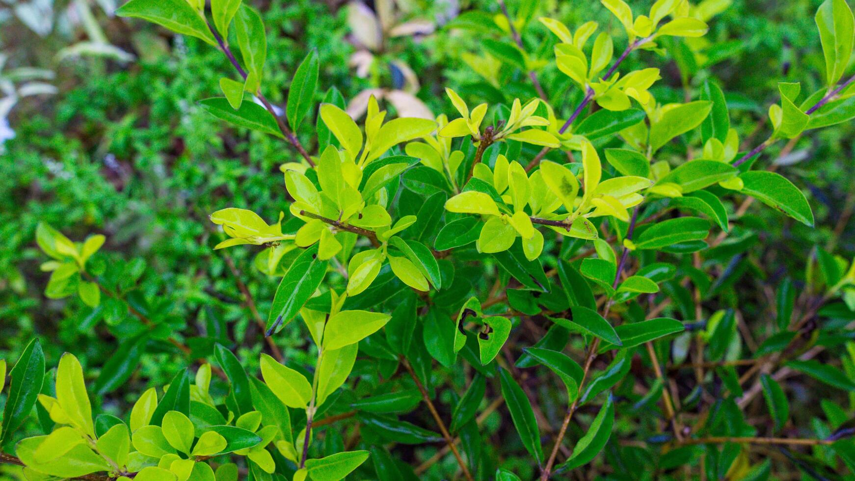 Vibrant Green and Yellow Leaves on a Bush photo