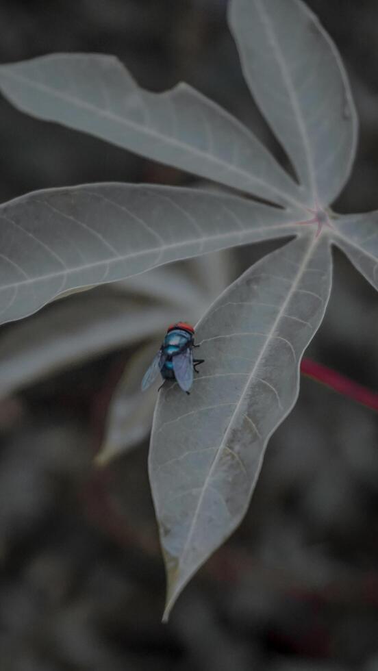 Fly Resting on a Leaf photo