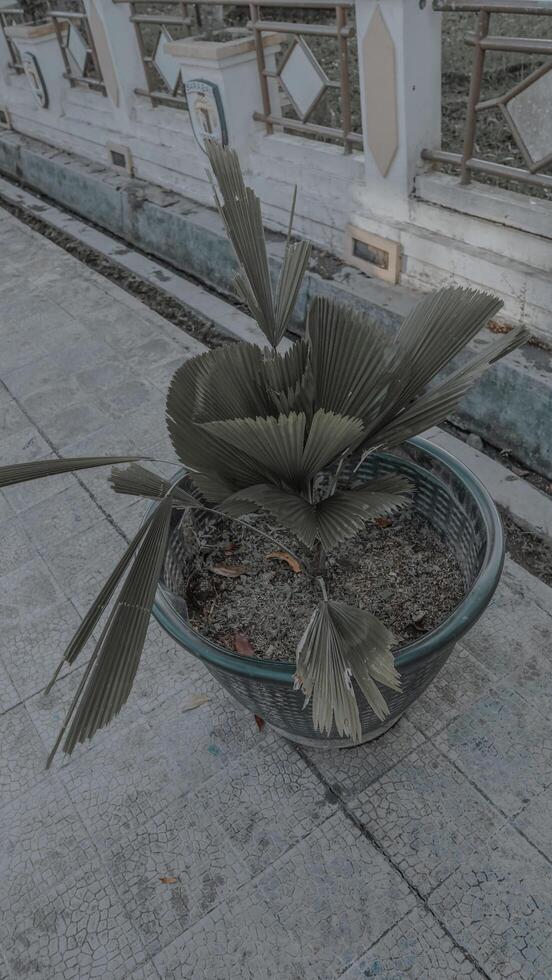 Potted Palm Plant with Fan-Shaped Leaves photo