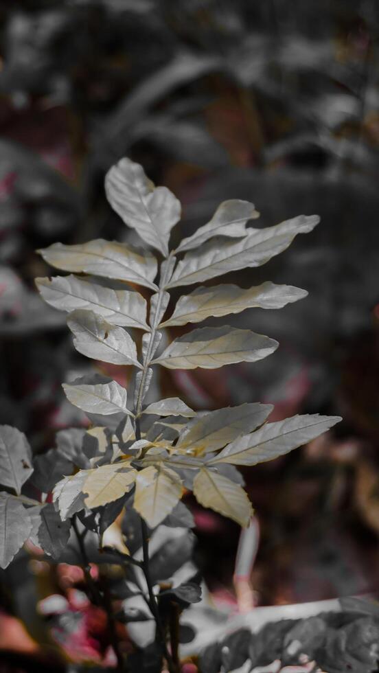 Close-up of Plant with Selective Color Effect photo