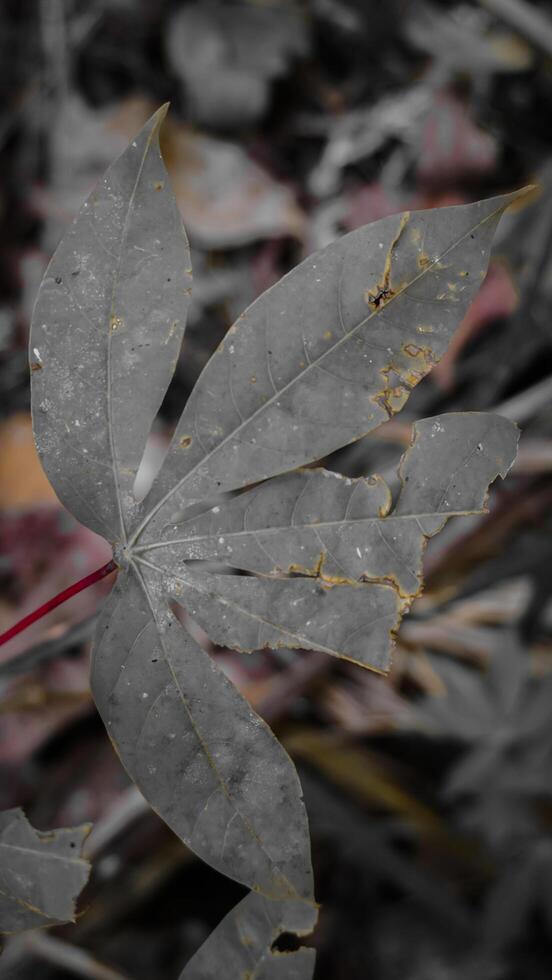 Close-Up of a Cassava Leaf with Focus on Its Detailed Shape photo