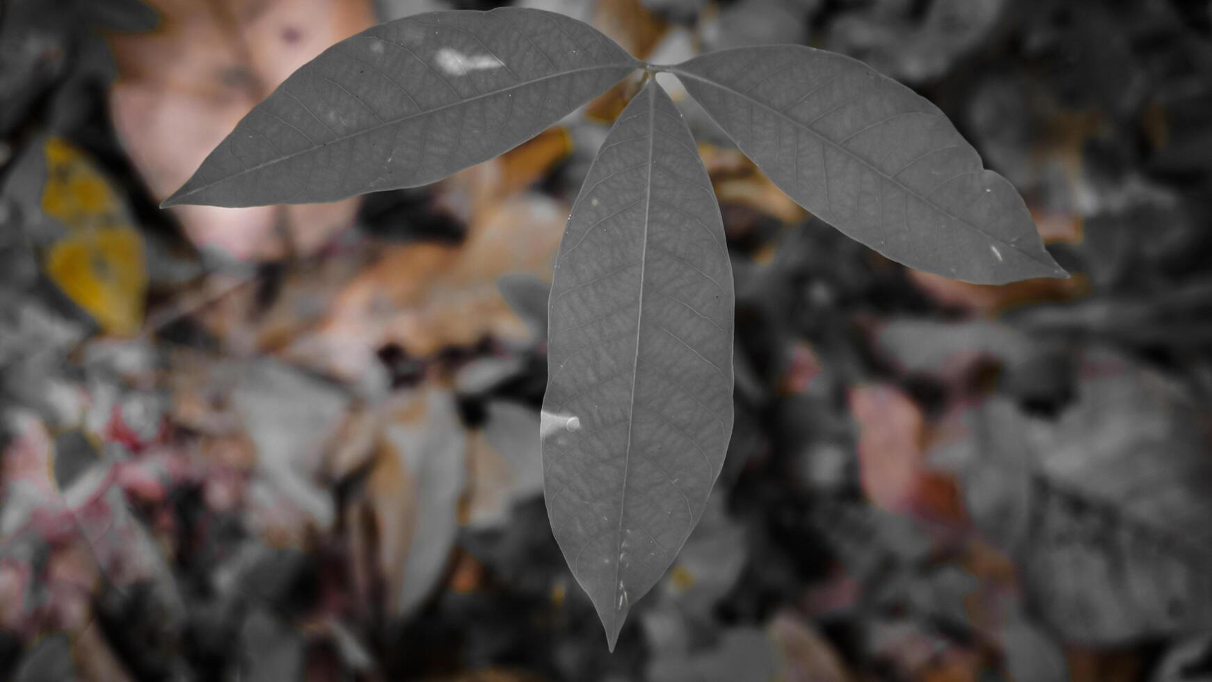 Close-Up of a Unique Green Leaf Against Blurred Background photo
