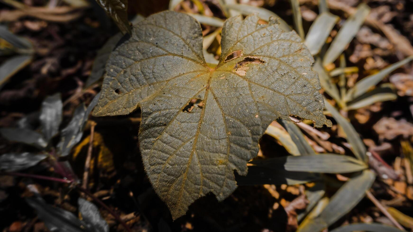 Close-Up of a Leaf with Visible Veins and Holes photo