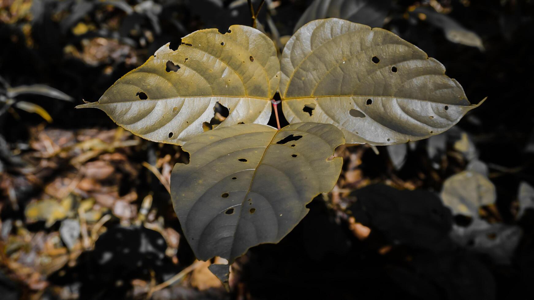 Close-Up of Leaves with Holes and Yellowish Tint photo