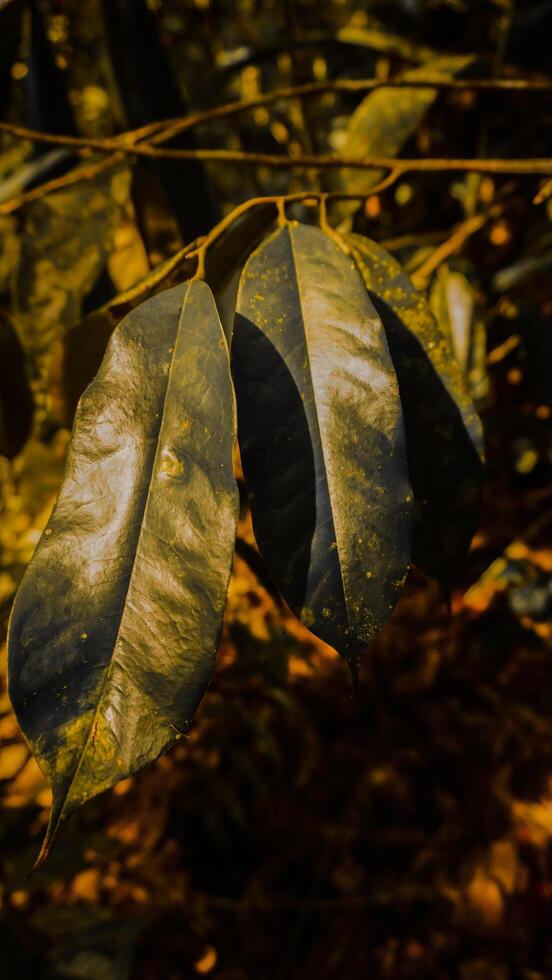 Close-Up of Sunlit Leaves with Yellow Spots photo