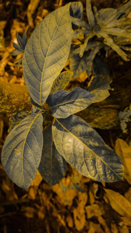Close-Up of Textured Plant Leaves in Warm Light photo