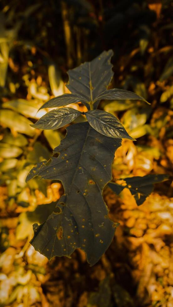 Close-Up of Plant with Textured Leaves photo